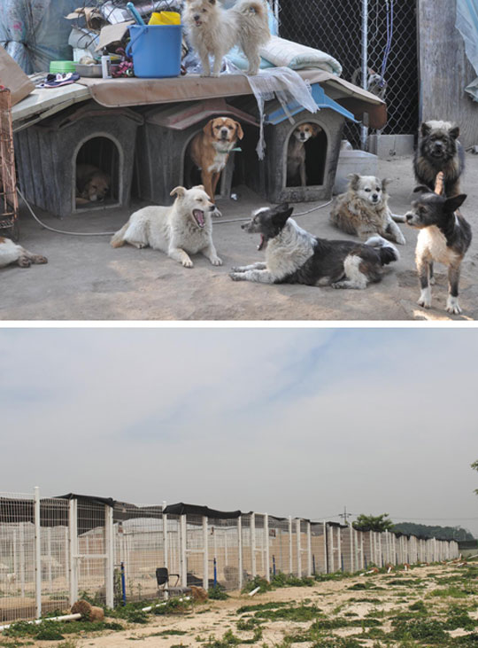 한나네보호소에는 현재 200여마리의 유기견을 보호하고 있다.(위) / 동물사랑실천협회 김포 보호소 전경.(아래)