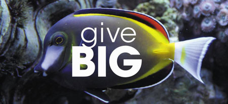 시애틀재단은 매년 5월이면 24시간 동안 진행되는 온라인 기부 프로젝트인 '기브빅(GiveBIG)' 행사를 열어 일반인의 참여를 독려한다. 시민들은 시애틀재단 홈페이지에 있는 기브빅 메뉴를 선택, 기부하고 싶은 비영리단체를 찾아 직접 기부할 수 있다. /출처 seattle aquarium.org