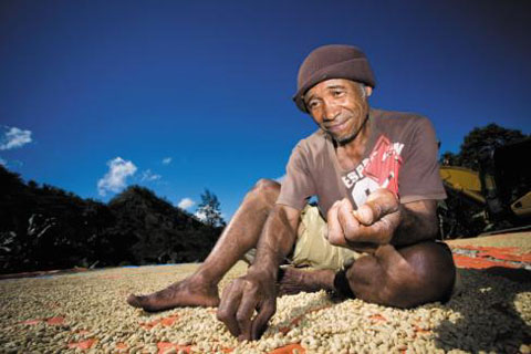  피스커피가 직접 직원을 파견해 커피 농장과 조합을 만들고 있는 동티모르 로투투 마을에서 한 농민이 커피 콩을 고르고 있다.