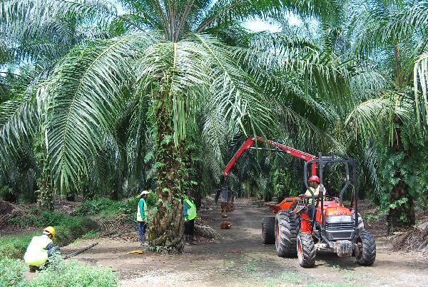 세계 최대 규모의 종려나무 농장을 보유한 말레이시아 기업 '사임다비'의 근로자들이 캐리아일랜드 농장에서 팜유의 원료가 되는 열매를 수확하고 있다. /조선DB
