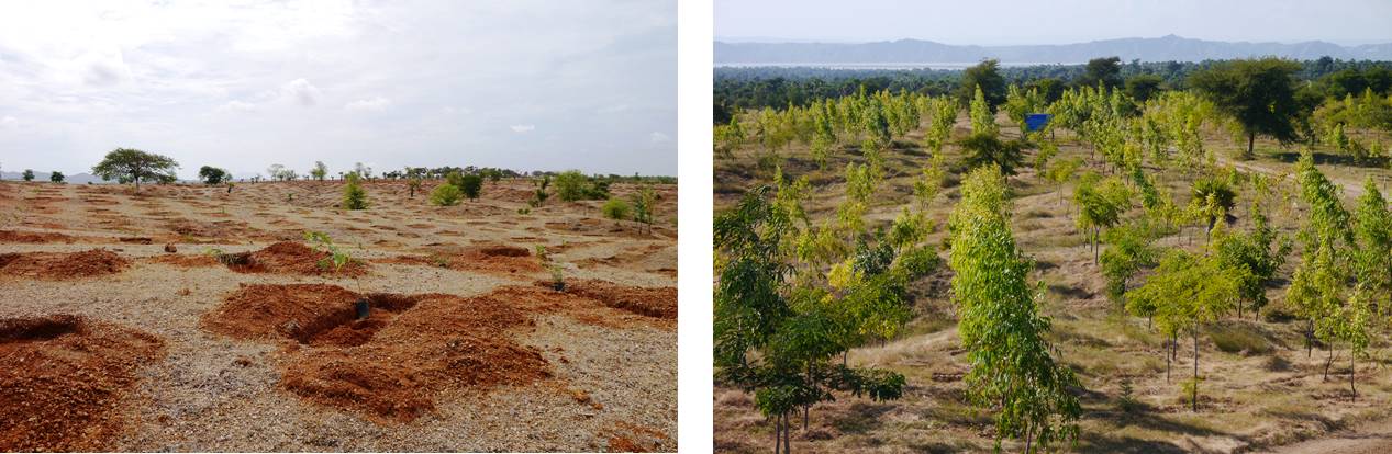 미얀마 중부건조지역 중 하나인 만달레이주 양우지역의 푸른아시아 조림장 변화 모습. 2015년 6월 조림장은 밀림이 황폐화되어 맨땅이 드러난 상태이다. 2016년 12월 불과 1년만에 제법 숲을 이루었는데 미얀마의 더운 날씨가 성장을 도와주었다. 당시 비가 많이 내린 것도 큰 도움이 됐다. ⓒ푸른아시아
