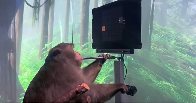 지난해 4월 뉴럴링크가 공개한 원 원숭이 실험 영상 캡처. /뉴럴링크 트위터