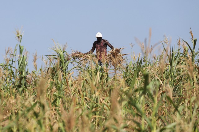 지난달 케냐 킬리피 카운티 지역에서 한 농부가 가뭄으로 말라 죽은 옥수수를 뽑고 있다. /로이터 연합뉴스