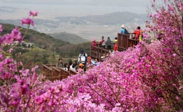 강화 고려산 진달래. /조선DB