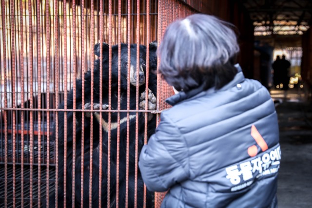 동물자유연대 조희경 대표가 강원 동해시 농장의 철창에 갇힌 사육곰을 보고 있다. 이곳의 사육곰 22마리는 십여년을 철창에 갇혀 살았다. /동물자유연대 제공