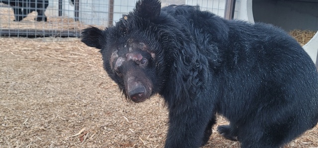 지는 40년간 방치됐던 사육곰들은 열악한 환경에 노출돼 곰팡이성 피부 질환을 앓기도 한다. 정형행동(반복적 이상행동)을 보이는 경우도 많다. /동물자유연대 제공