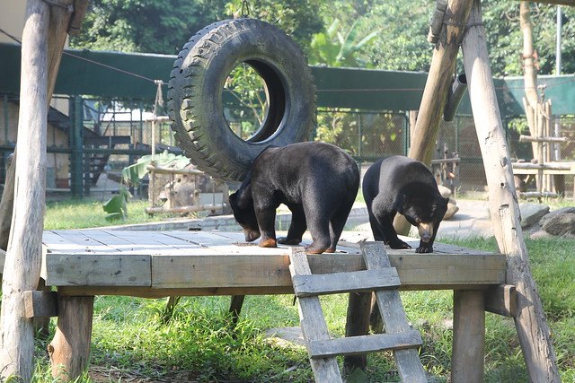 베트남 내 탐다오 곰 보호시설. 베트남에서 가장 오래된 생추어리로 사육곰 약 200마리를 수용할 수 있다. /애니멀스 아시아 제공