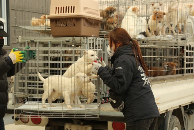 동물권행동 카라는 지난 10일 울진군 동물보호센터에 입소한 개 27마리를 구조했다. 구조된 개들은 6개월 이하 강아지 22마리와 안락사 일정이 임박한 대형견 5마리였다. /카라 제공