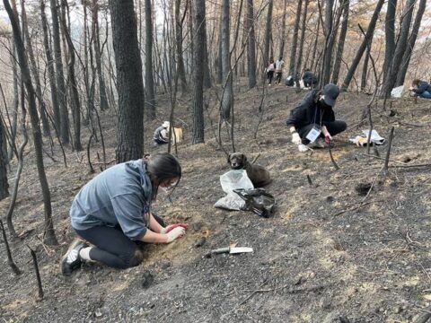 24일 동물권행동 카라가 울진 산불 피해 지역인 호월리 일대에서 모종 심기, 씨앗 뿌리기 등 생태복원 활동을 하고 있다. 활동에 참여한 피해 지역 주민, 자원봉사자, 활동가들이 산천도라지, 더덕 등의 모종을 심고 있다. /카라 제공