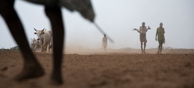 에티오피아 오모 지역이 주민들이 소떼를 이끌고 물을 찾아 이동하고 있다. /WFP 제공