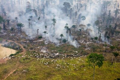 과도한 벌채로 파괴된 아마존 원시림. /조선DB