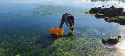 한 어민이 제주 해안에 밀려든 구멍갈파래를 채취하고 있다. /제주테크노파크 생물종다양성연구소 제공