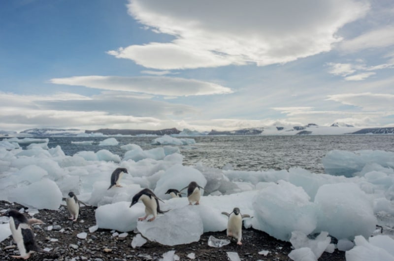 그린피스 남극탐사대가 직접 찍어온 사진. 펭귄들이 부서진 빙하 주변에 서있다. /그린피스 제공