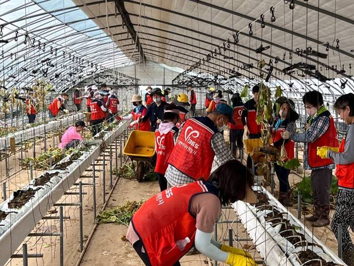 세종시자원봉사센터 자원봉사자들이 충남 청양군 메론 농가를 방문해 수해 복구를 돕고 있다. /한국중앙자원봉사센터 제공