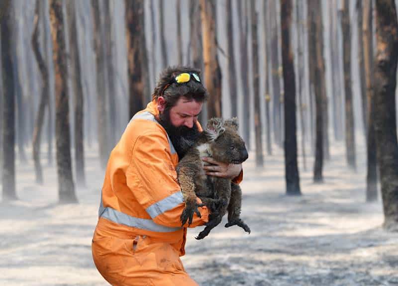 2020년 1월 산불이 난 호주 캥거루섬에서 구조대원이 코알라를 구조해 나오고 있다. /EPA 연합뉴스