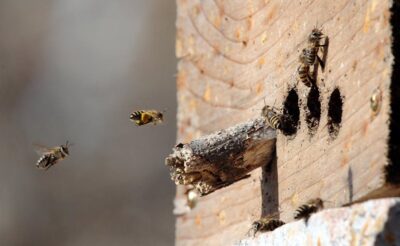 지난해 미국 전역에서 꿀벌 230억마리, 국내에서만 70억마리가 사라진 것으로 추정된다. /조선DB