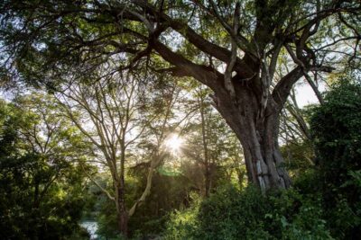 애플과 국제보존협회는 지난 2020년 케냐 치울루 힐스 지역에서 산림복원 활동을 통해 기후변화로 파괴됐던 생태계를 복원한 바 있다. /애플