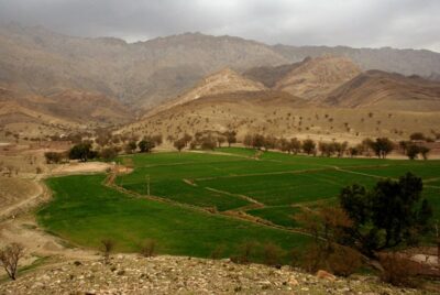 아프가니스탄 밀밭. /UN