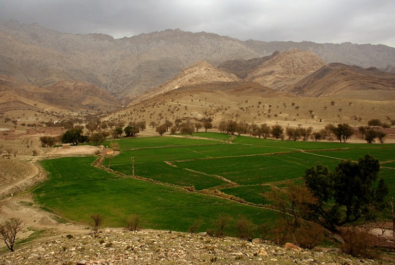 아프가니스탄 밀밭. /UN