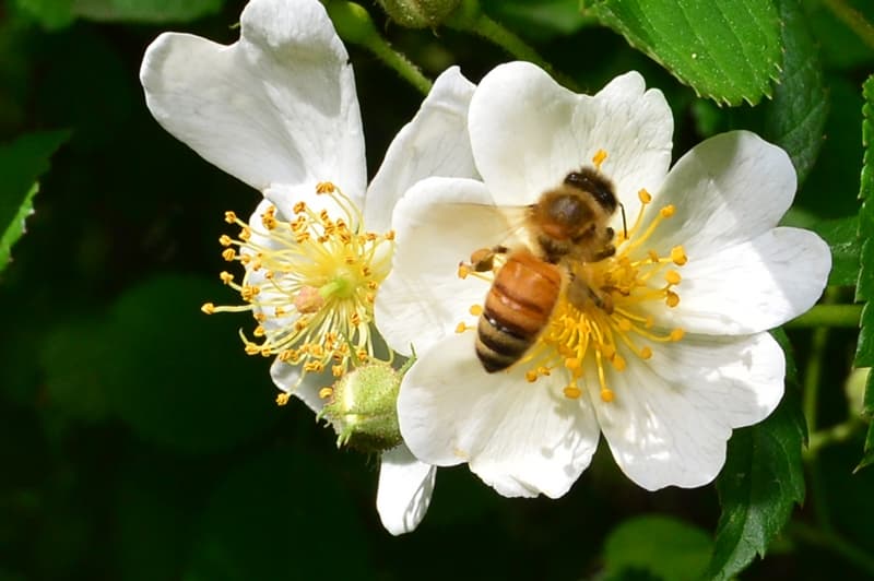 지난 9일 경북 포항 북구 야산에서 꿀벌 한 마리가 활짝 핀 찔레꽃의 꿀을 따고 있다. /뉴스1