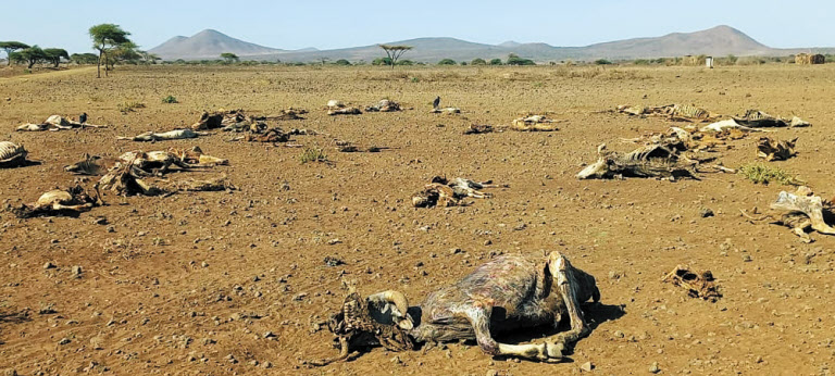 케냐 북부 마사빗 지역 주민들의 생계 수단이던 가축이 폐사한 모습. /굿네이버스