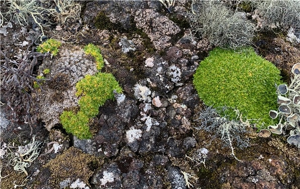 남극에서 자생하는 식물인 '남극개미자리'. 사진 왼쪽은 병원균에 감염된 개체, 오른쪽은 건강한 개체다. /극지연구소