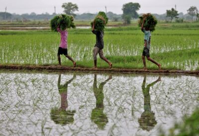 21일(현지 시각) 인도 아메다바드 지역 들판에서 농부들이 모내기를 위한 모내기에 필요한 묘목을 나르고 있다. 로이터 연합뉴스