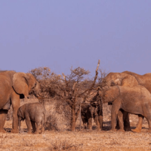 WWF는 8월 12일 세계 코끼리의 날을 맞아 코끼리가 숲의 건강성과 기후 안정성 유지에 중요한 역할을 한다는 사실을 강조했다. /WWF