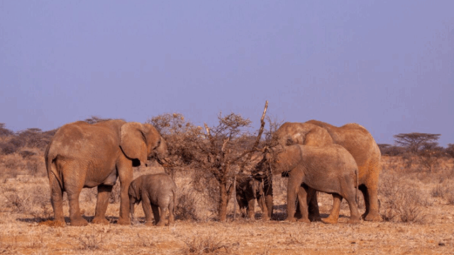 WWF는 8월 12일 세계 코끼리의 날을 맞아 코끼리가 숲의 건강성과 기후 안정성 유지에 중요한 역할을 한다는 사실을 강조했다. /WWF