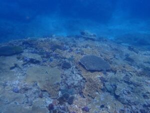지구온난화와 남획으로 서인도양의 산호초가 2070년이면 멸종한다는 분석이 나왔다.