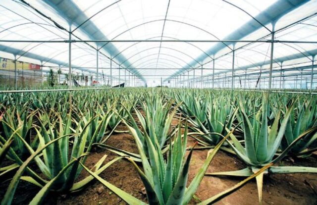 김정문알로에 제주 농장에서는 알로에의 자체 향균·항충 성분을 활용해 농약과 화학비료를 사용하지 않는다.