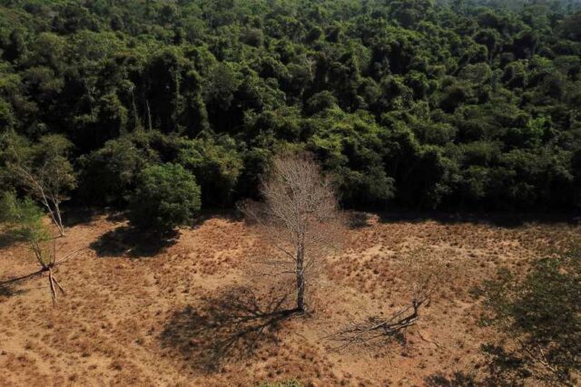 열대 우림 파괴