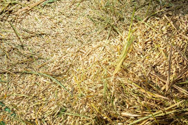 광화학 스모그의 주요 물질인 오존 수치가 증가해 동아시아 농작물 수확량이 줄었다. 한국의 경우 밀 수확량이 27.8%, 쌀 수확량이 20.7%, 옥수수 수확량이 4.7% 감소했다. /조선DB