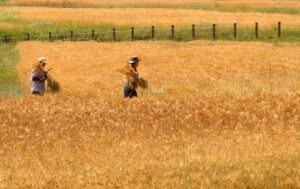 한국농촌경제연구원(KREI)이 19일 발표한 ‘2021 농업·농촌 국민의식 조사’ 보고서에 따르면 우리나라 국민 10명 중 8명은 국가 경제에서 농업의 중요성이 더 커질 것이라고 전망했다. 사진은 대전 대덕구 보리밭에서 보리를 수확하는 농민들./조선일보DB